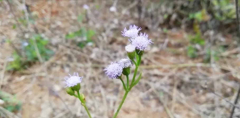 生态果园种植模式（果园生态农业模式）