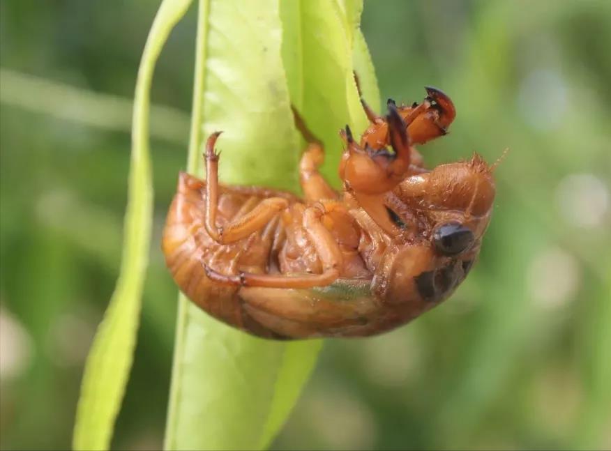 生态果园种植模式（果园生态农业模式）