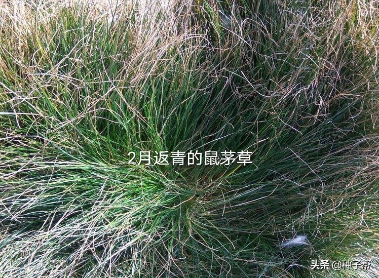 生态果园鼠茅草缺点（果园种植鼠茅草）