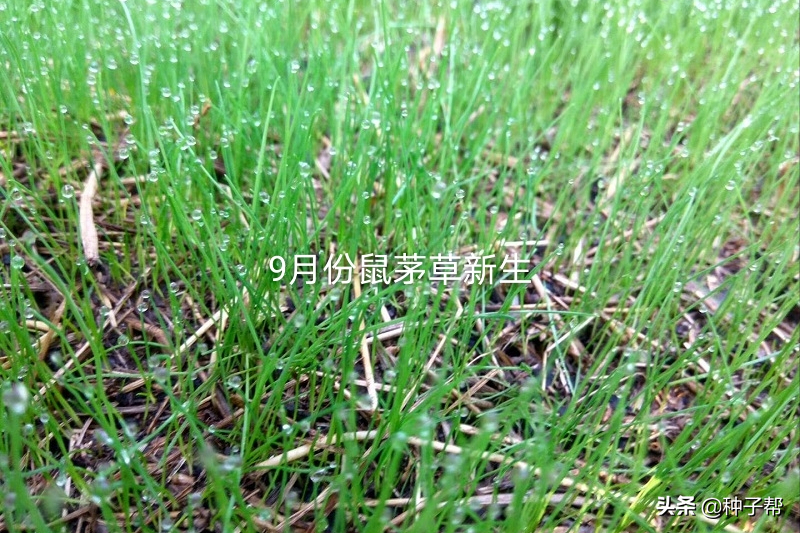 生态果园鼠茅草缺点（果园种植鼠茅草）