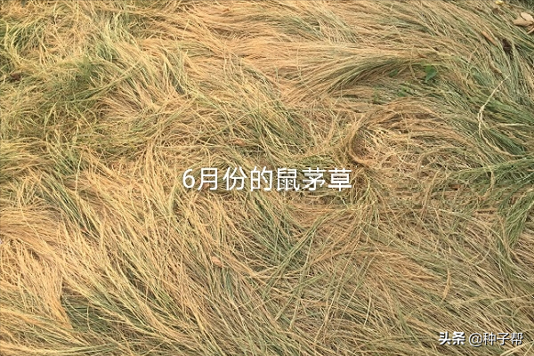 生态果园鼠茅草缺点（果园种植鼠茅草）