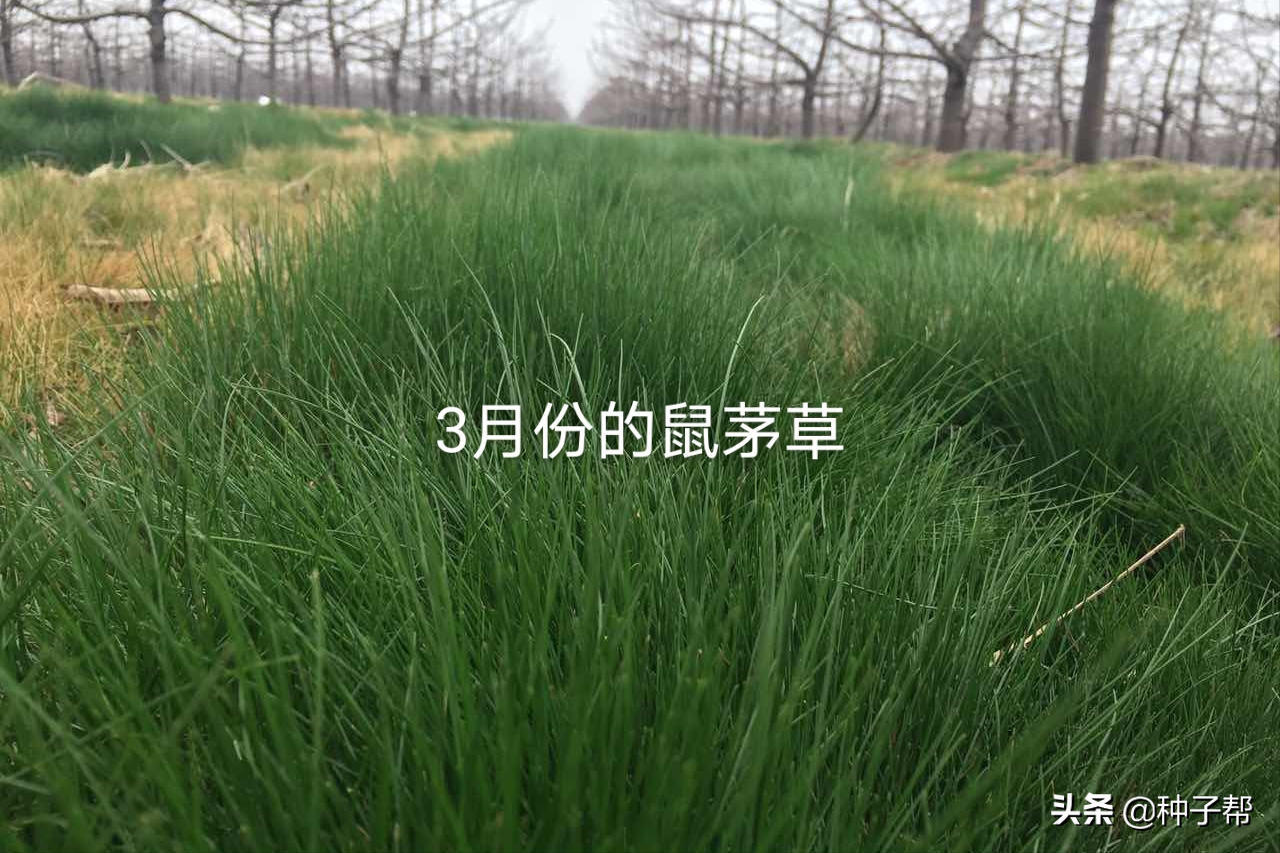 生态果园鼠茅草缺点（果园种植鼠茅草）