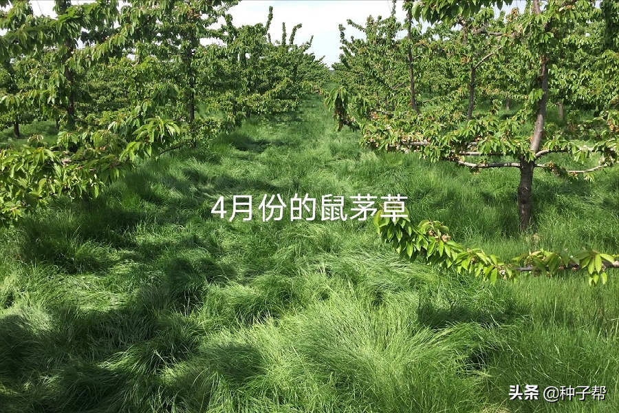 生态果园鼠茅草缺点（果园种植鼠茅草）