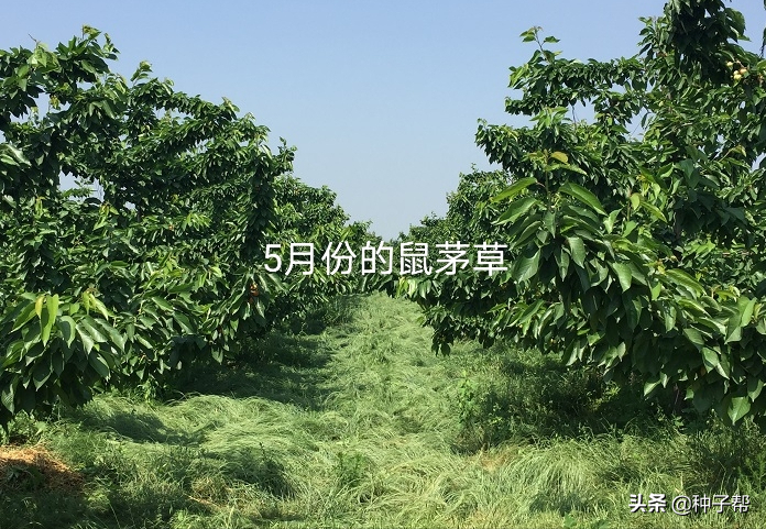 生态果园鼠茅草缺点（果园种植鼠茅草）