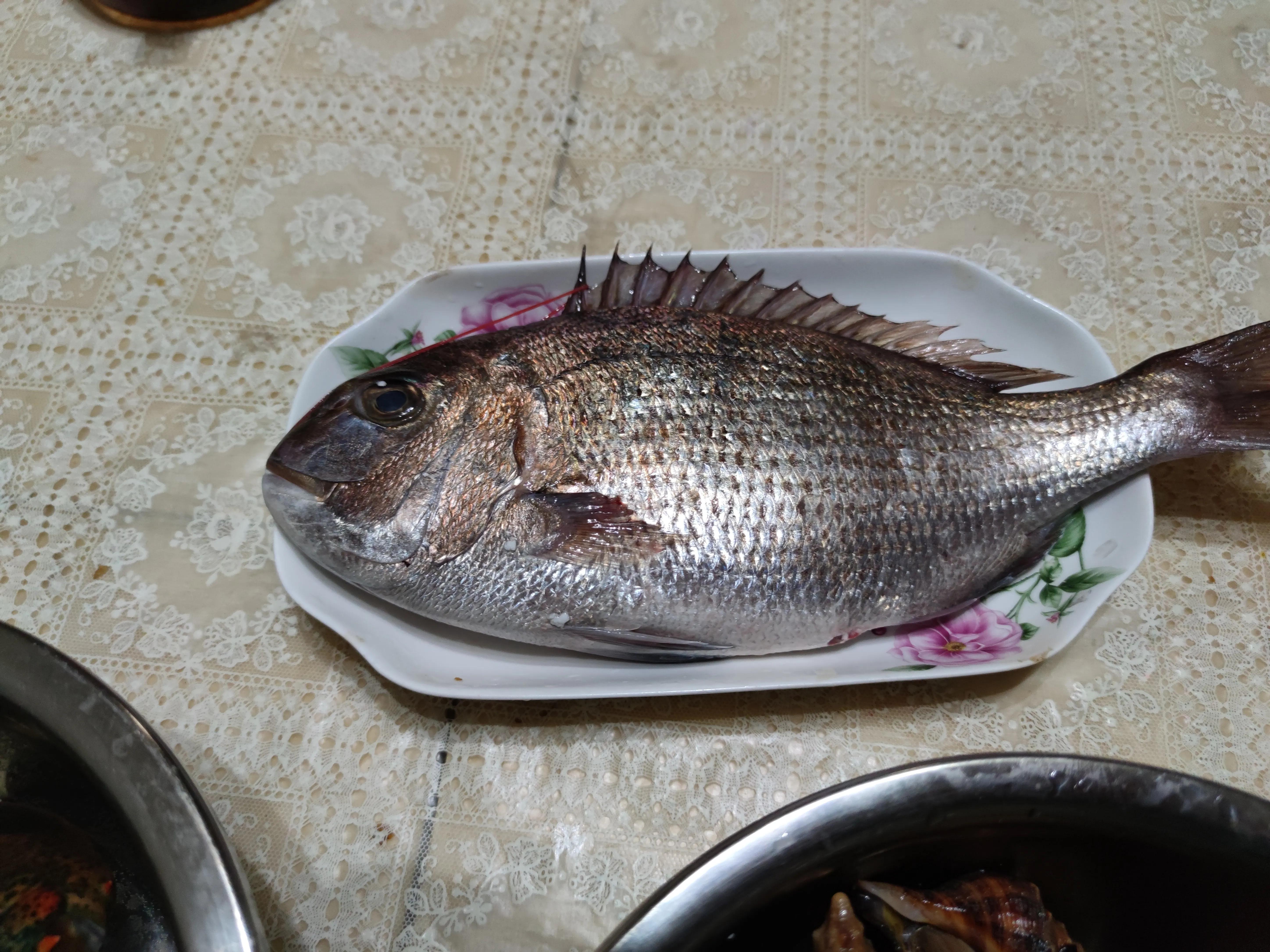 鸽子苦胆位置图片图片