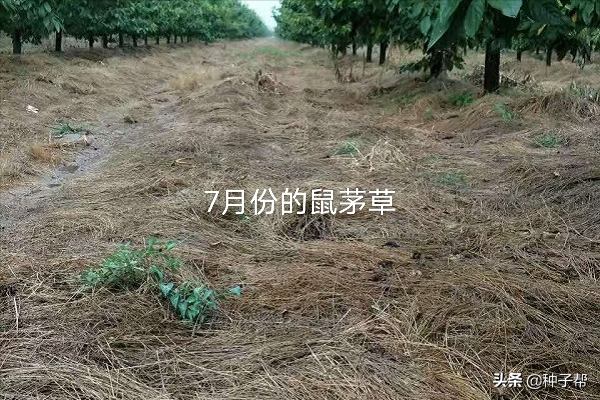 生态果园鼠茅草缺点（果园种植鼠茅草）