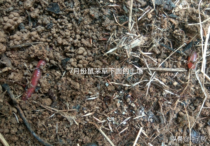 生态果园鼠茅草缺点（果园种植鼠茅草）