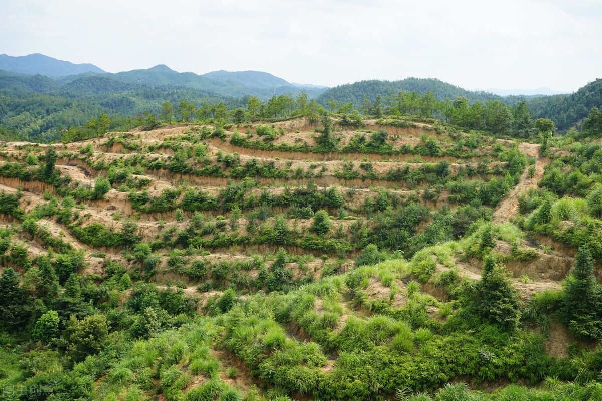 茶油多少钱一斤（2022年山茶油多少钱一斤）