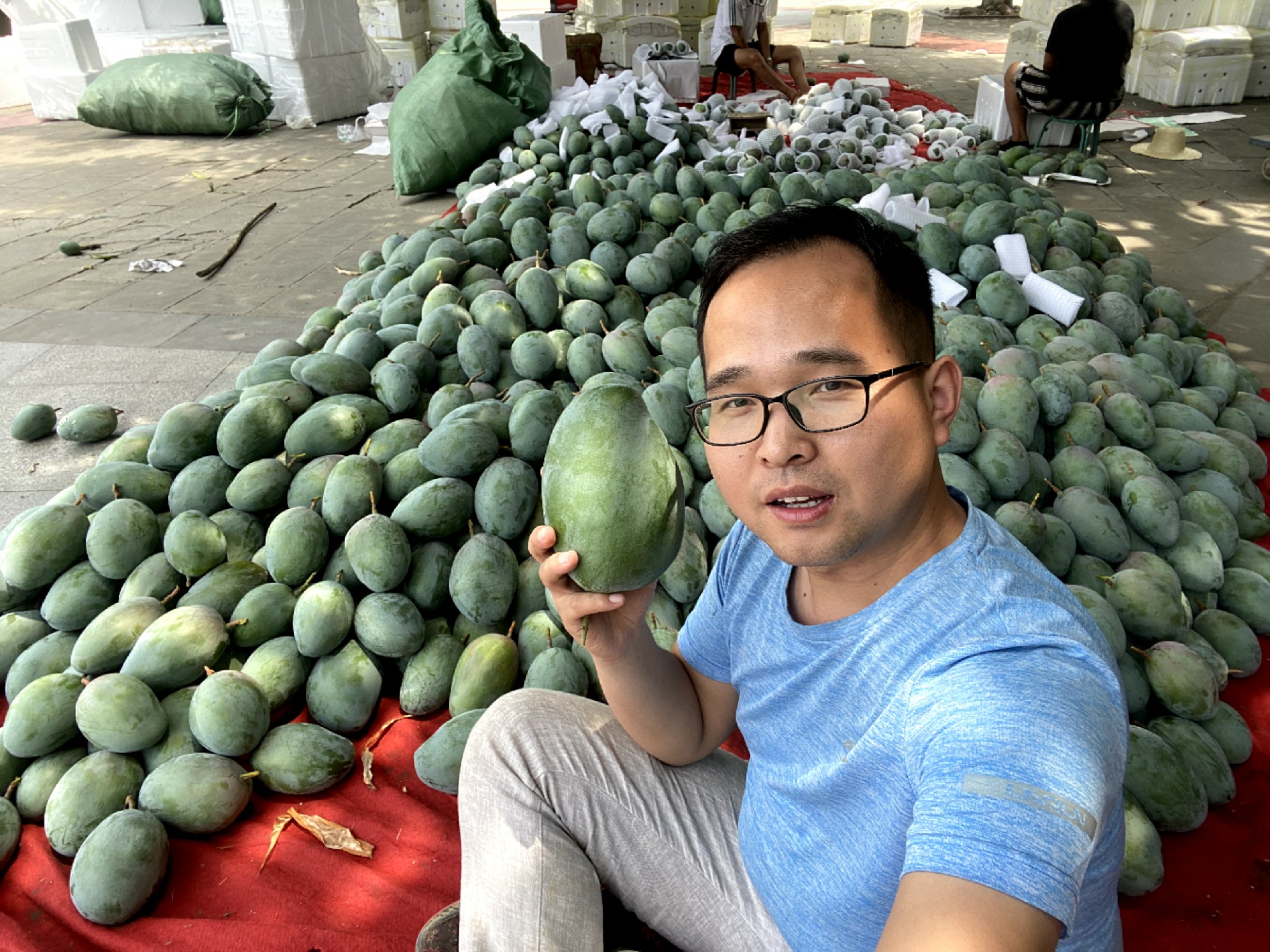 怎么让芒果快速变熟（怎样才能在一天内把芒果催熟）