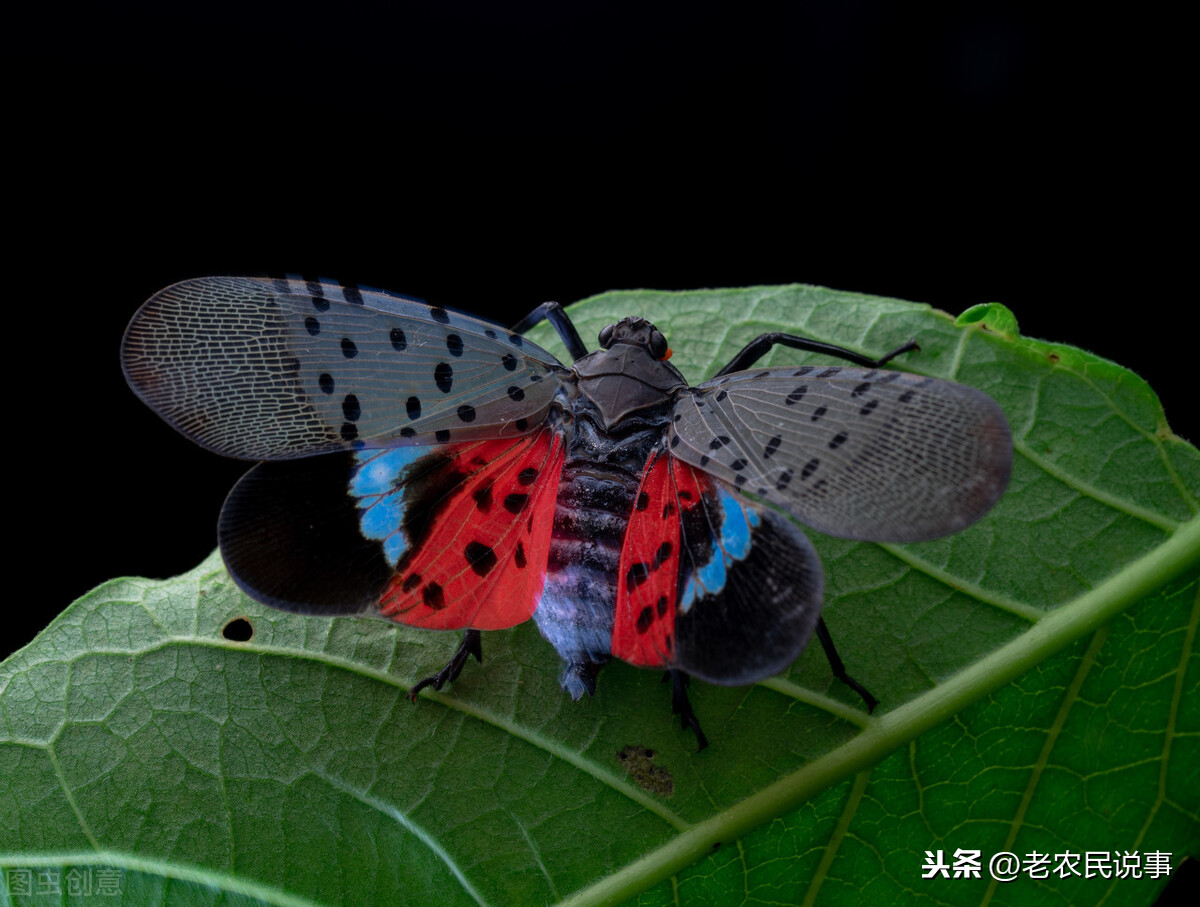 花大姐怎么消灭最彻底（花大姐在屋里怎么消除）