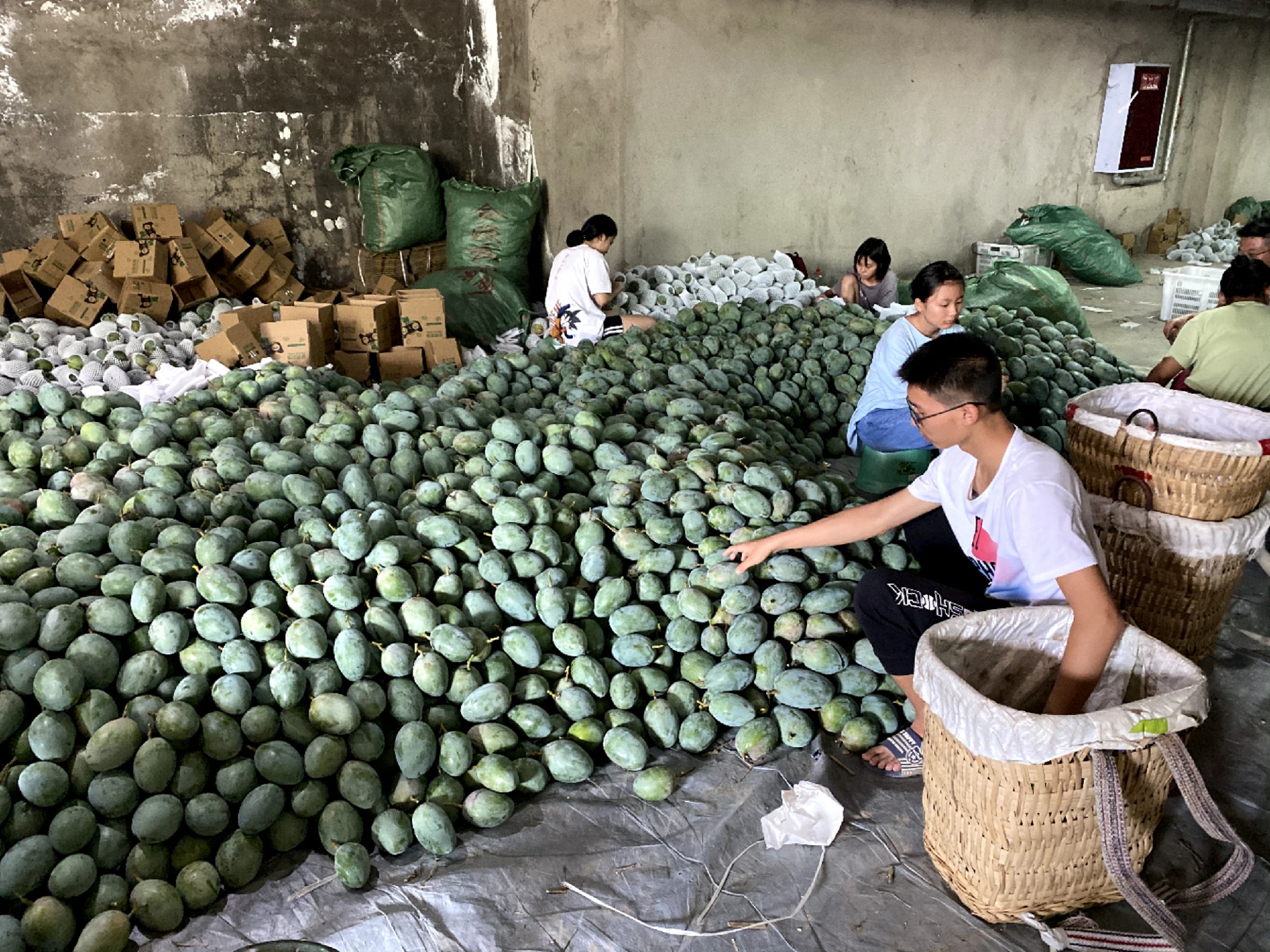 怎么让芒果快速变熟（怎样才能在一天内把芒果催熟）