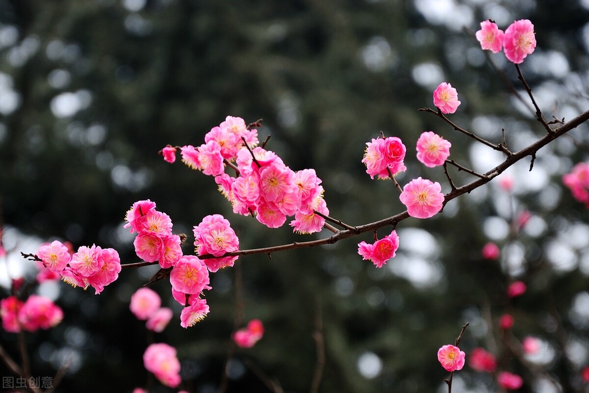 梅花代表什么象征意义（向日葵代表什么象征意义）